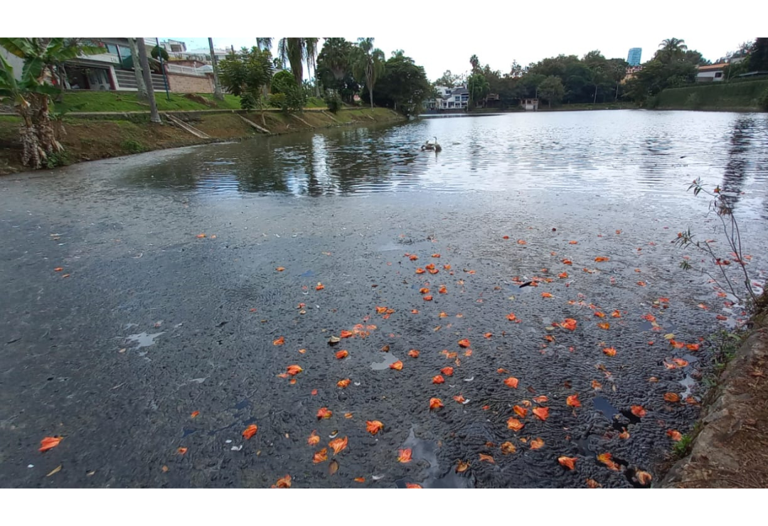 Heces Fecales Y Aguas Negras Contaminan Lago De Las Ánimas De Xalapa E Veracruzmx Periódico 3929