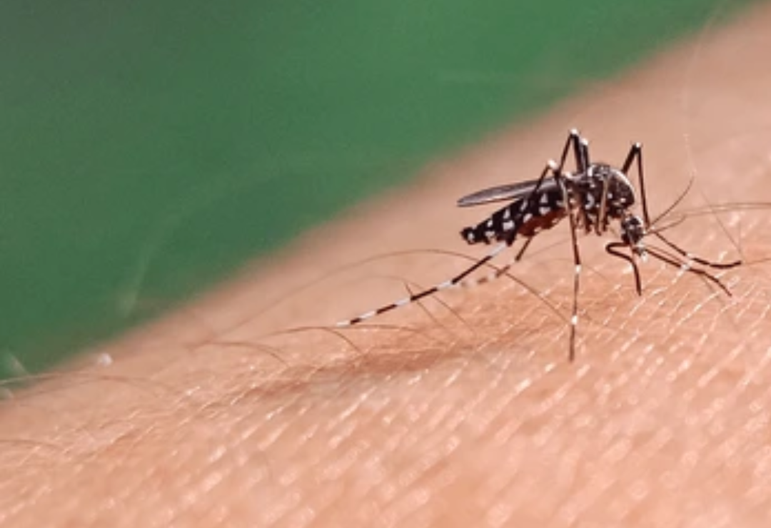 mosquitos-aedes-aegypti.png