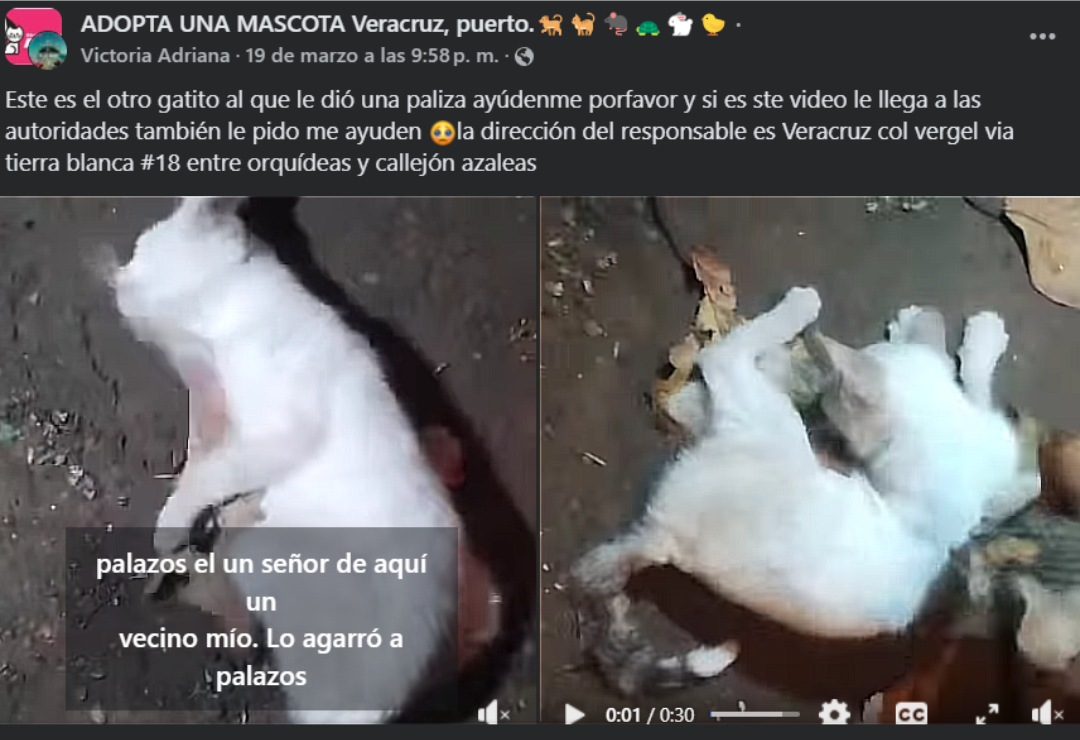 maltrato_animal-ayuntamiento_veracruz-fiscalia_1.png