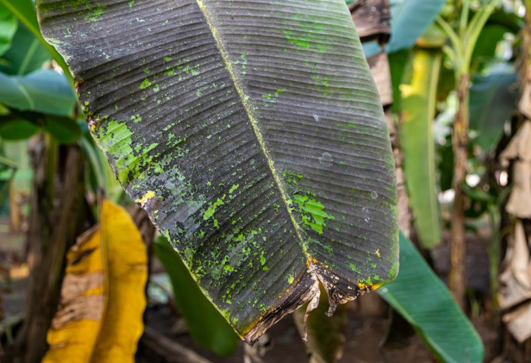 canicula-produccion_de_platano-plaga_negra.png