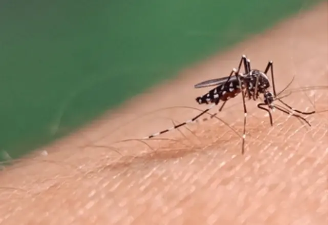 dengue-veracruz-aedes_aegypti.png