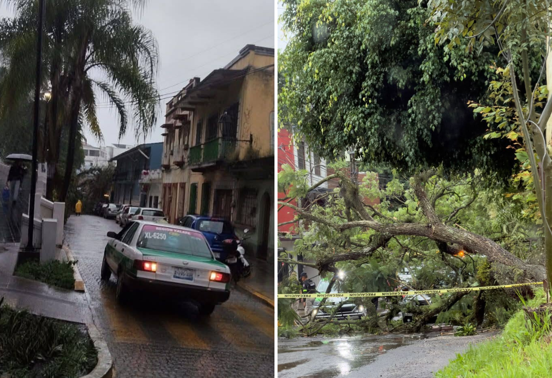 lluvia-arbol-xalapa.png