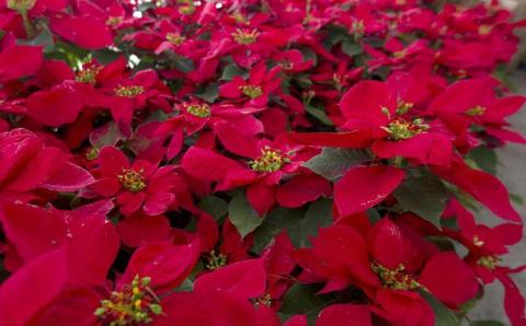 Flor de Noche Buena, símbolo de la Navidad