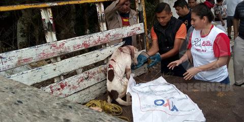 Piden ayuda para rescatar a Goliath, perrito macheteado