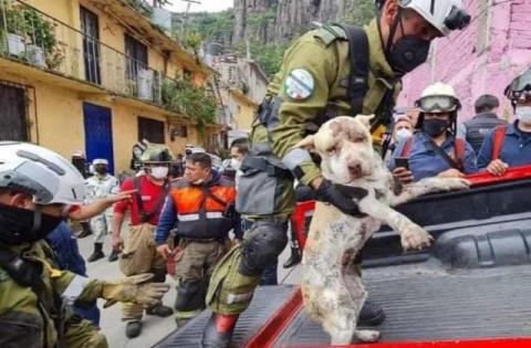 Salvan a 'lomito' de escombros en cerro de Tlanepantla