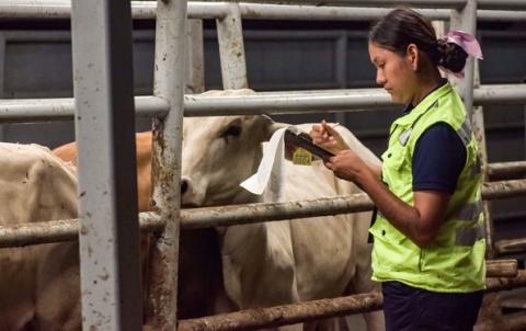 Alerta sanitaria en el norte de Veracruz por gusano barrenador