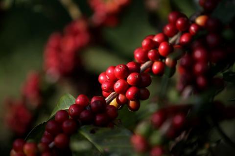 Diputado busca alianza partidista en pro del café