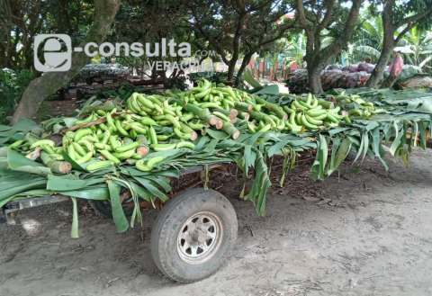 Canícula disminuye producción de plátano en San Rafael: agricultores