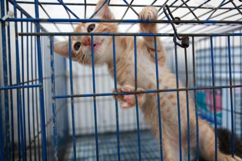 Foto: AVCNoticias Foto: AVCNoticias