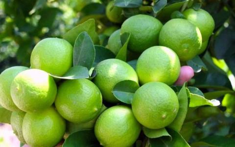 Por bajo costo en cítricos, Nahle buscará establecer precios