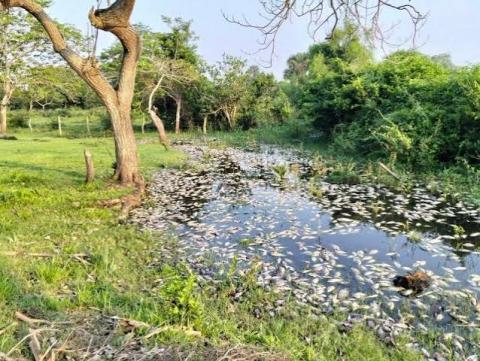 Analizan suspender alcoholera por mortandad de peces