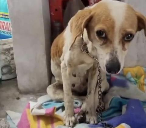 Chiquilla, perrita callejera rescatada en carretera de Córdoba