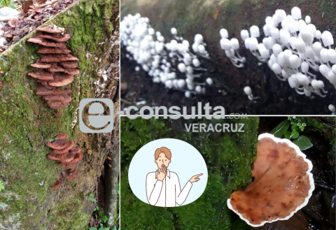 Hongosto, el segundo nombre del mes de agosto