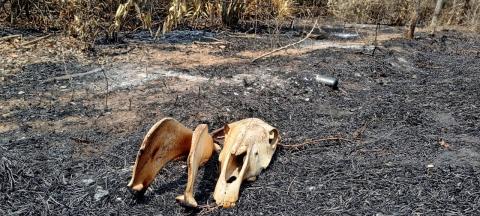 Incendios acabaron con mil 500 hectáreas de pastizales en Alvarado