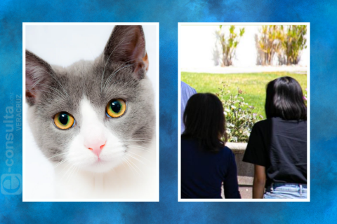 Hallan colgado a gato en Jardines de Xalapa, buscan responsables