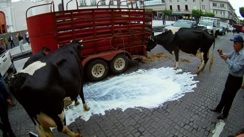 Paro en Leche para el Bienestar afecta a ganaderos de Palma Sola