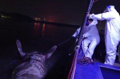 Hallan muerto a Manatí en el río Coatzacoalcos; especie está en peligro