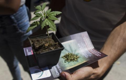La ruta para legalizar la mariguana: estos son los pasos para su regulación