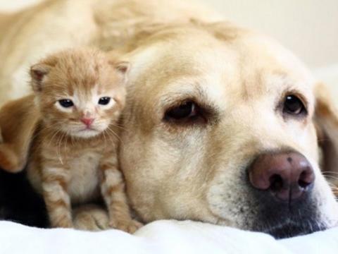 Invitan a la pasarela de adopciones en Paseo de los Lagos