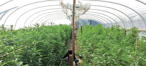 La pisca de mariguana, opción en EU; mexicanos se emplean en granjas