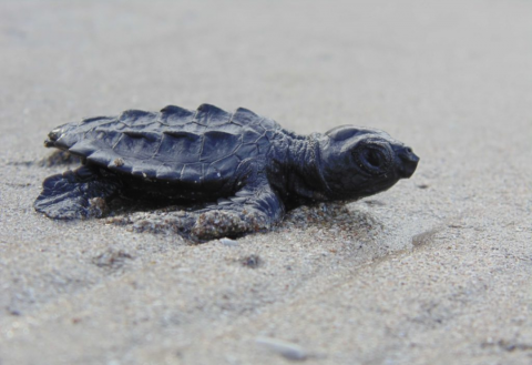 Playa de Coatzacoalcos: 63 crías de tortuga lora llegan al mar