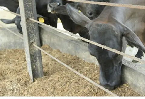 Pollinaza no se recomienda para animales: ganaderos