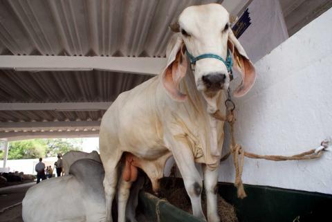 Foto: AVCNoticias Foto: AVCNoticias