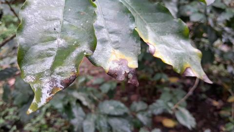 Roya afecta 5 mil hectáreas de café en Coatepec