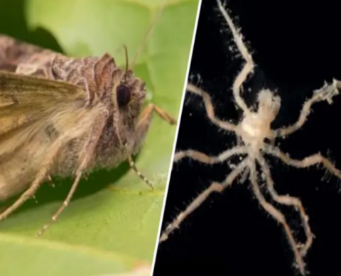 En junio, científicos descubrieron cinco nuevas especies del cielo y océano