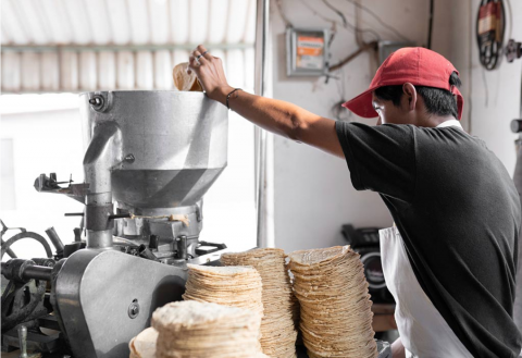 ¿Qué pasará con las tortillas? Disminuye la producción de maíz en México