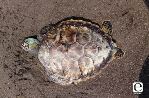 10 tortugas muertas en dos meses meses en el Parque Nacional Sistema Arrecifal Veracruzano