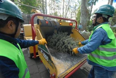 Inicia SEDEMA la campaña de acopio de pinos Recicla tu Navidad en 41 municipios image 2