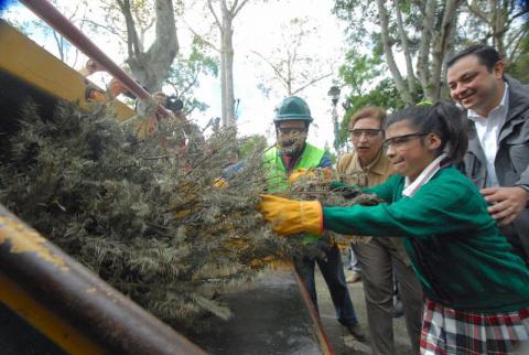Inicia SEDEMA la campaña de acopio de pinos Recicla tu Navidad en 41 municipios image 1