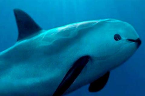 Advierten que la vaquita marina está a 15 días de su extinción