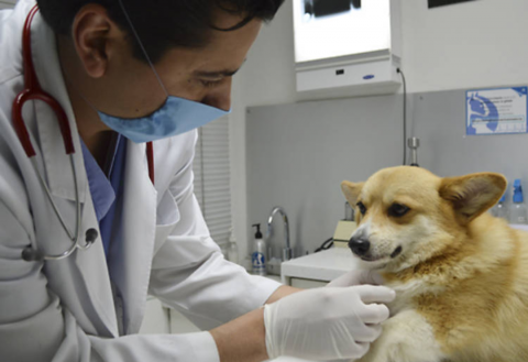Veterinarios piden Comisión Estatal para atender agresiones