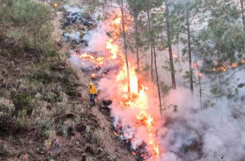 Se registran 13 incendios forestales este domingo en Veracruz: PC