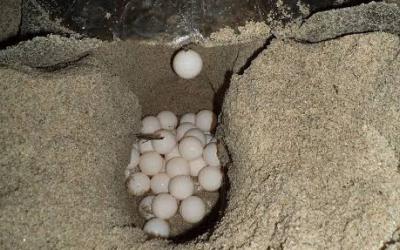 Desove de tortugas moviliza operativo especial en playas de Nautla