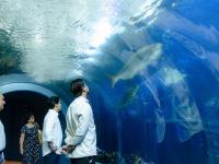 Exhiben filtraciones de agua en peceras del Aquarium de Veracruz