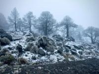 Cencellada y frío extremo cubren de blanco el Cofre de Perote