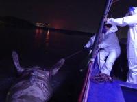 Hallan muerto a Manatí en el río Coatzacoalcos; especie está en peligro