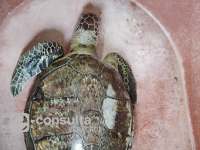 muerte de tortugas, chapopote, Veracruz