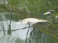 Ciudadanos reportan peces muertos y basura en Los Lagos de Xalapa