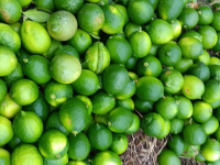 Por pesticidas, Estados Unidos rechaza limón persa de Veracruz