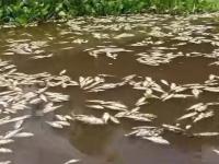 Reportan mortandad masiva de peces en el río Papaloapan