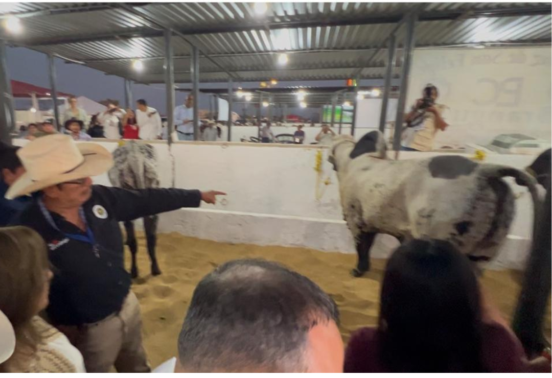 exposicion_ganadera-expo_feria-coatza_2025_2.png