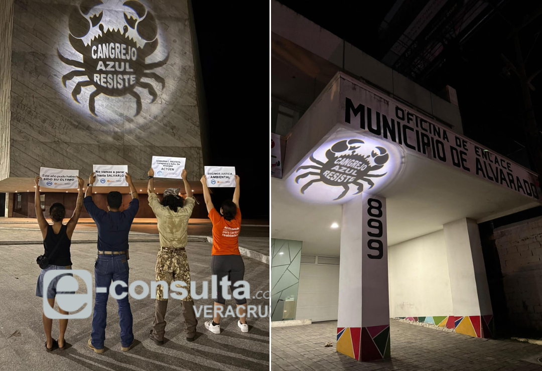 cangrejo-azul-alvarado.png