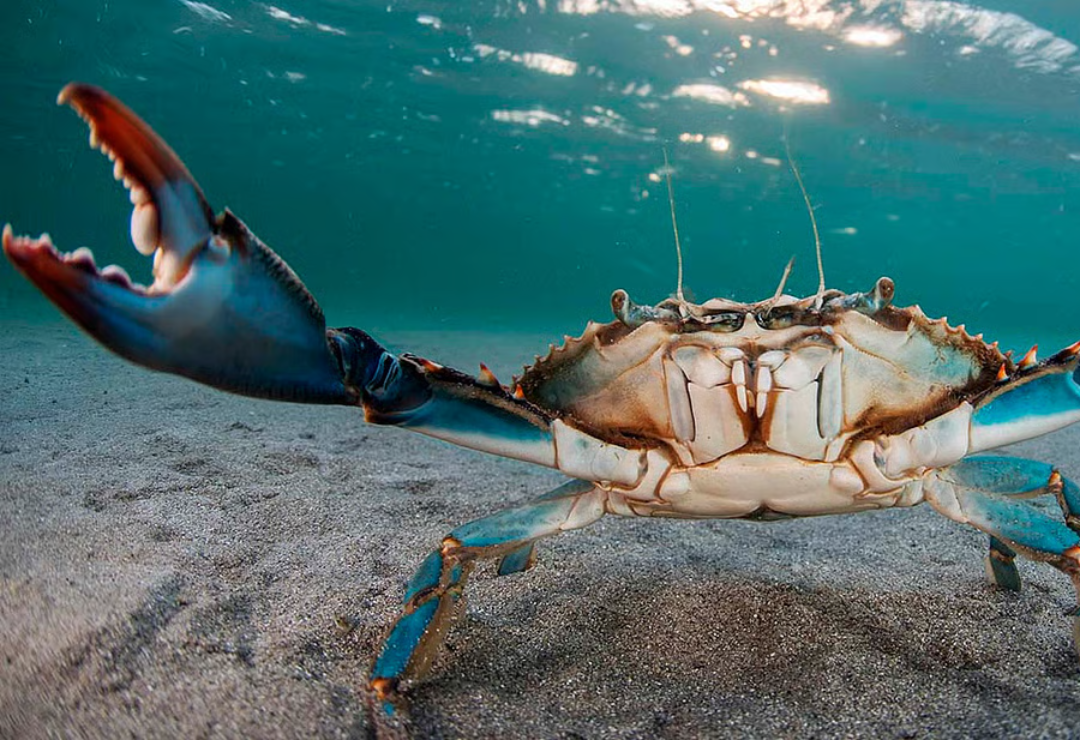 cangrejo-azul-alvarado_3.png