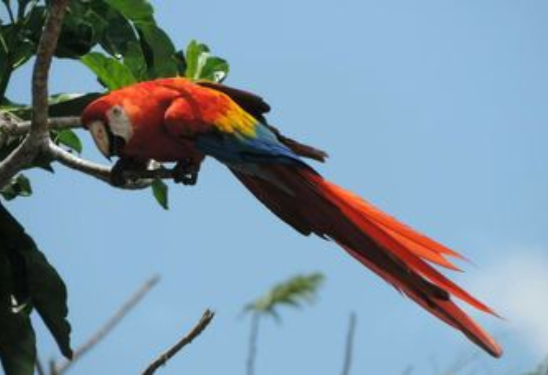guacamaya_roja-extincion-veracruz.png