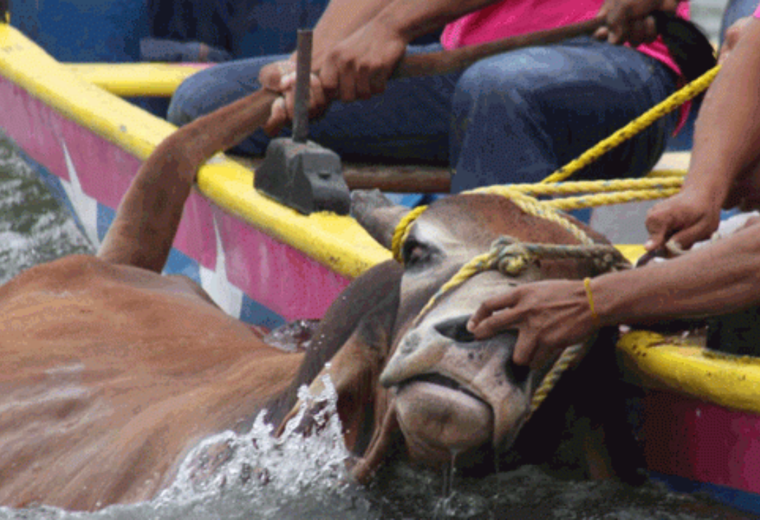 tlacotalpan-embalse_toros-candelaria_1.png