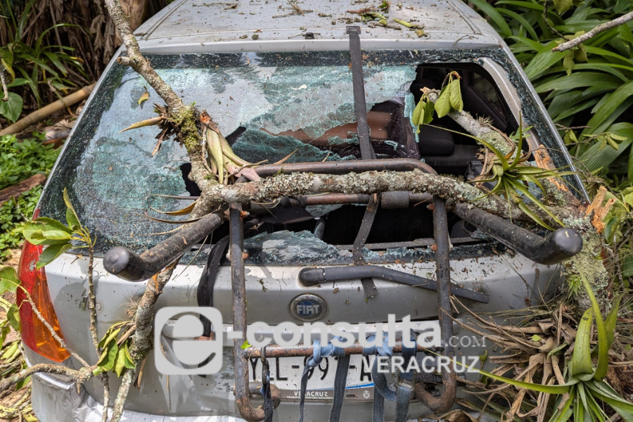 arbol-auto-coatepec.png